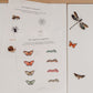 Cahier d'activités à télécharger - Insectes
